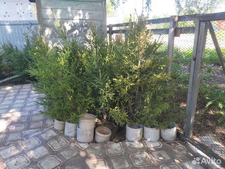 Ель европейская