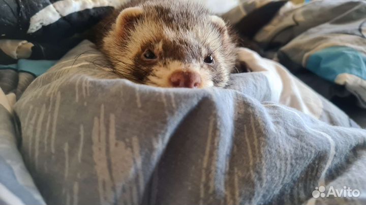 Хорёк для вязки