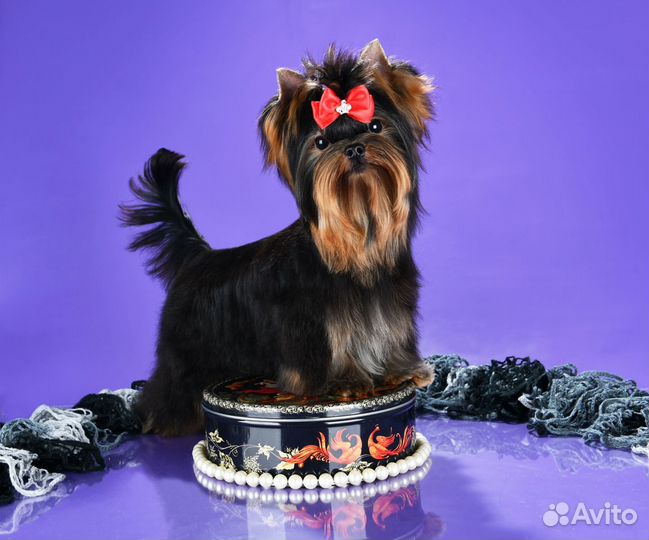 Йоркширский терьер вязка суперМини супер курносый