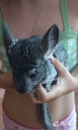 Шиншилла