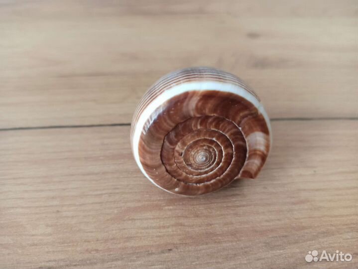 Морская раковина