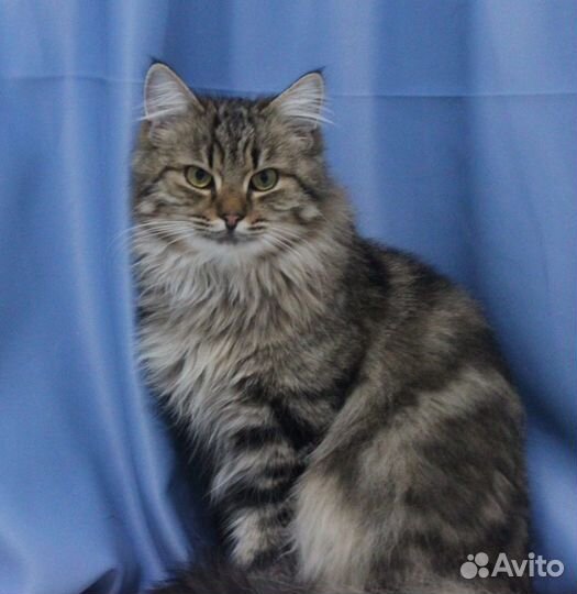 Котик ласковый непоседа