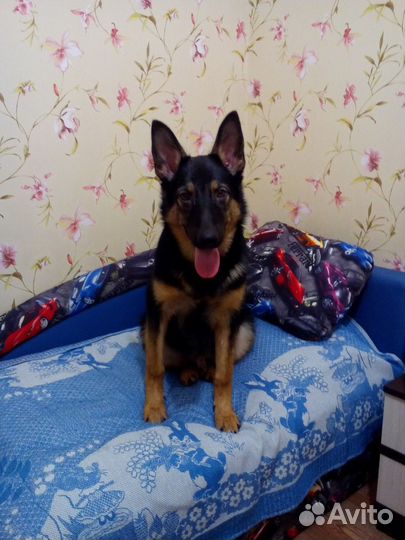 Немецкая овчарка