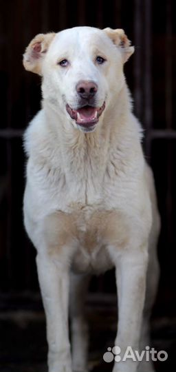 Ищет дом замечательная Собака Снежа