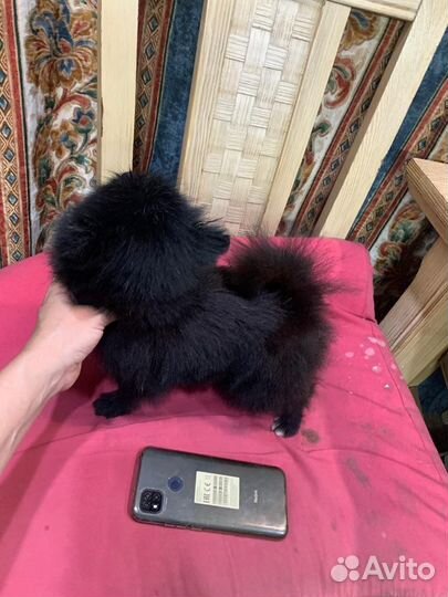 Померанский шпиц мини черный Микрон