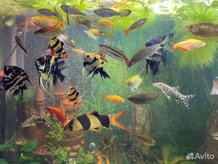 Аквариум в комплекте со всем