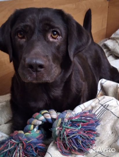 Метис Спаниеля и Лабрадора