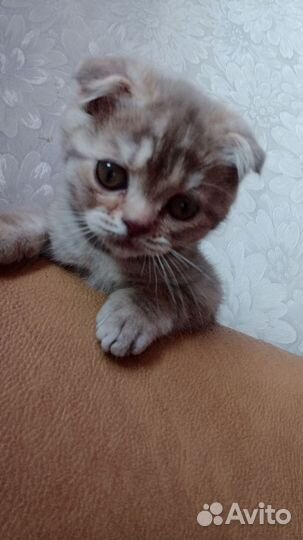 Британские