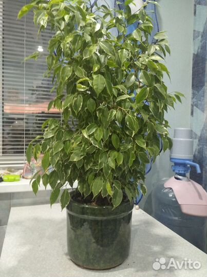 Фикус бенджамина пестролистный
