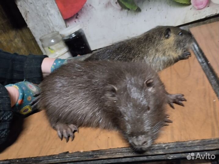 Нутрии на племя