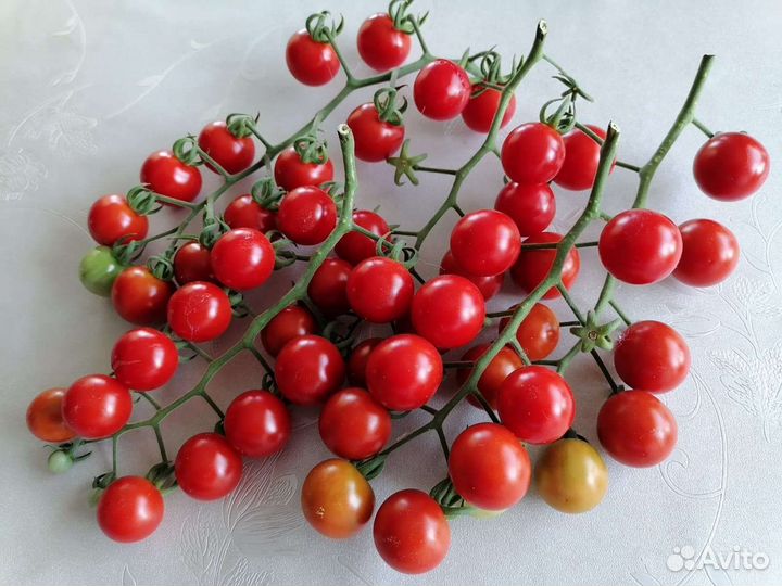 Семена томатов сорт Гибрид 6, виноградные и Аурия