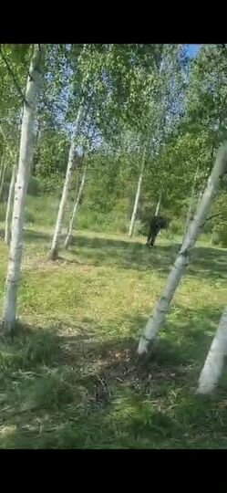 Участок 11,8 сот. (СНТ, ДНП)