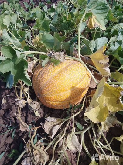 Семена дыни Эфиопки