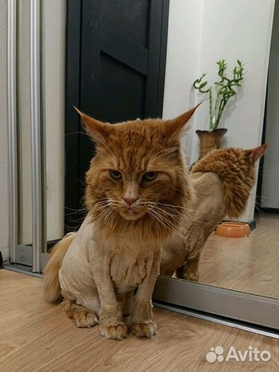 Стрижка кошек и котов