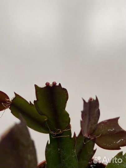 Декабрист шлюмбергера.В бутонах