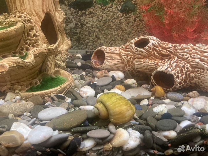 Ампулярия желтая улитка