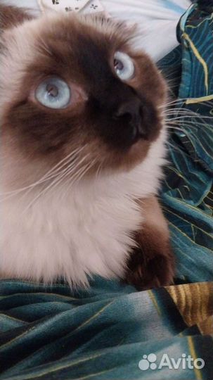 Кот на вязку