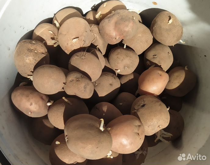 Картофель на корм скоту