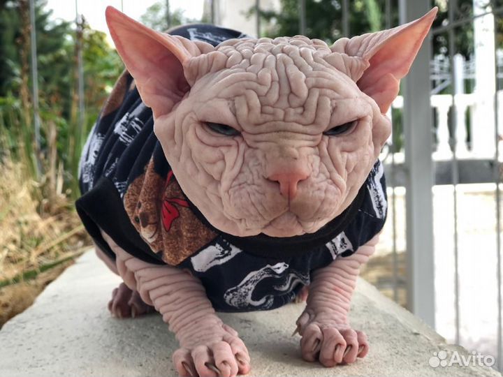 Мальчик канадский сфинкс