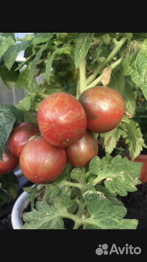 Семена томатов Гномов