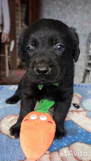 Лабрадор щенки