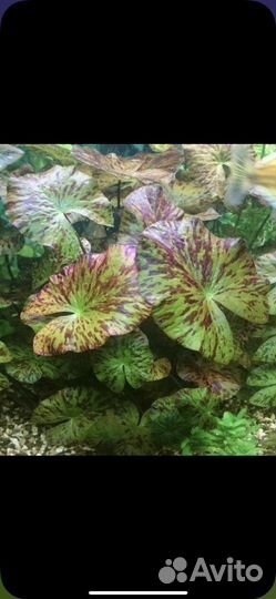 Аквариумные рыбки