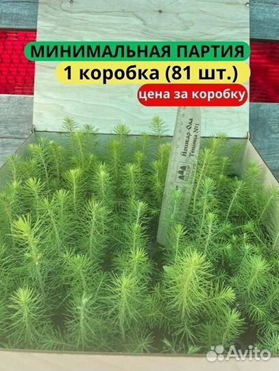 Саженцы сосны обыкновенной зкс от производителя