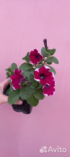 Вегетативная петуния рассада