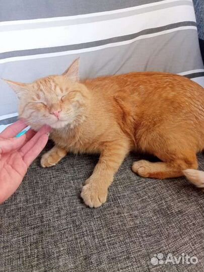 Рыжее солнышко ищет дом