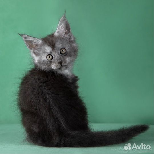 Мейн-кун кошка-подружка Камея