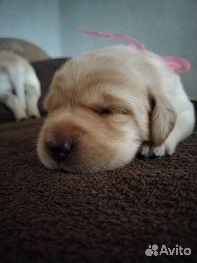 Щенки лабрадора