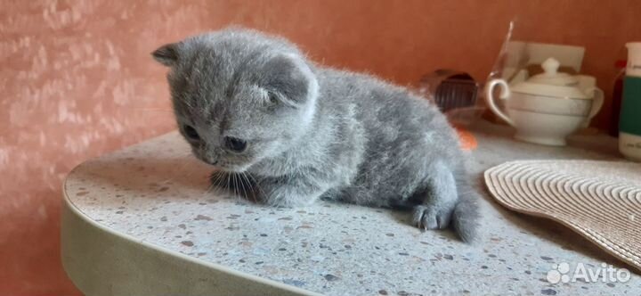 Котята шотландские