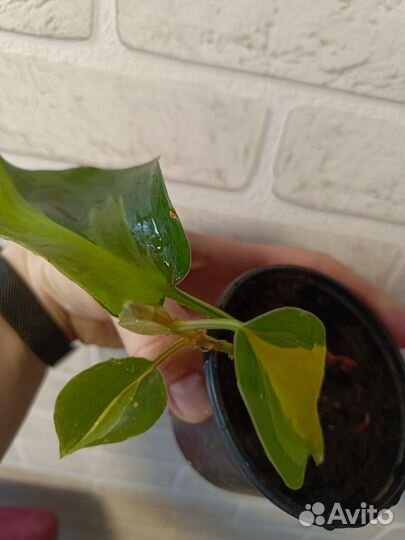 Филодендрон Бразилия