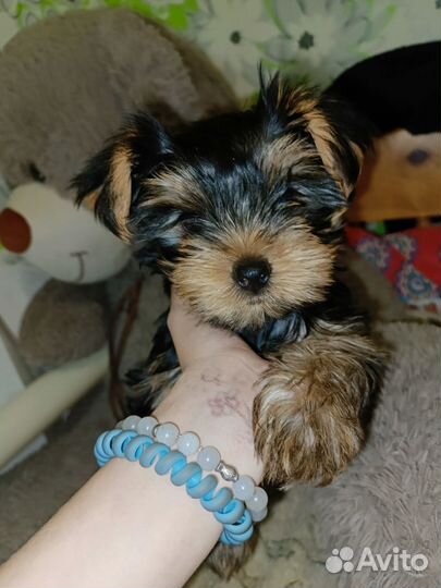 Йоркширский терьер