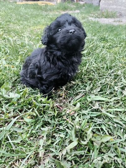 Маленькая собака