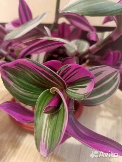 Традесканция