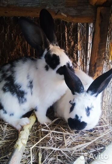 Кролики мясных пород