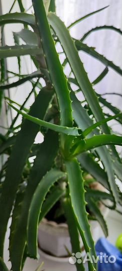 Алоэ столетник