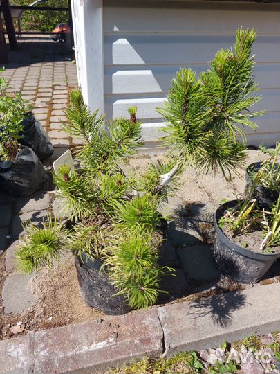 Pinus mugo Zundert 30-40см