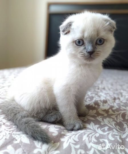 Шотландский вислоухий кот вязка