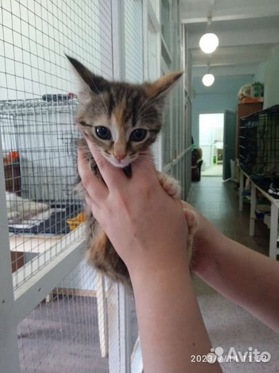Котёнок в добрые руки