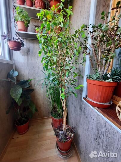 Фикус Бенджамина