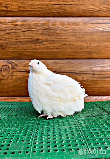 Яйца перепелиные