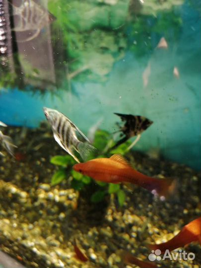 Аквариумные рыбки и растения в Сочи