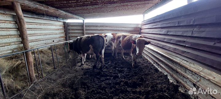 Быки на мясо