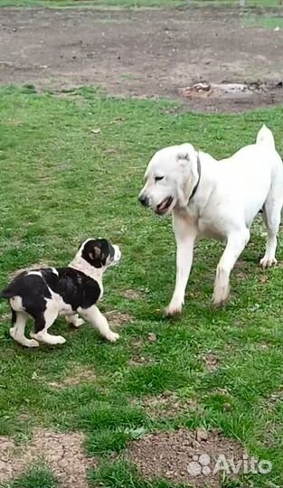 Среднеазиатская овчарка алабай щенок