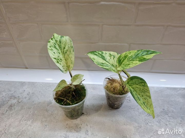 Сциндаптус Snow Queen