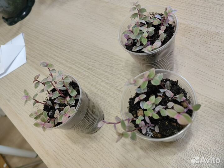 Пинк леди. Традесканция. Розовая пантера