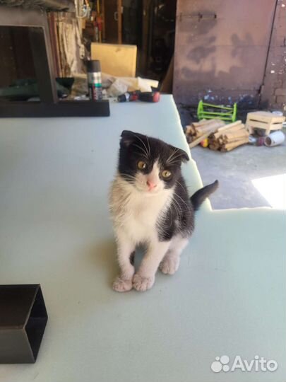 Кошка в дар