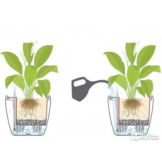Дримиопсис в подарок вазон с автополив Испания